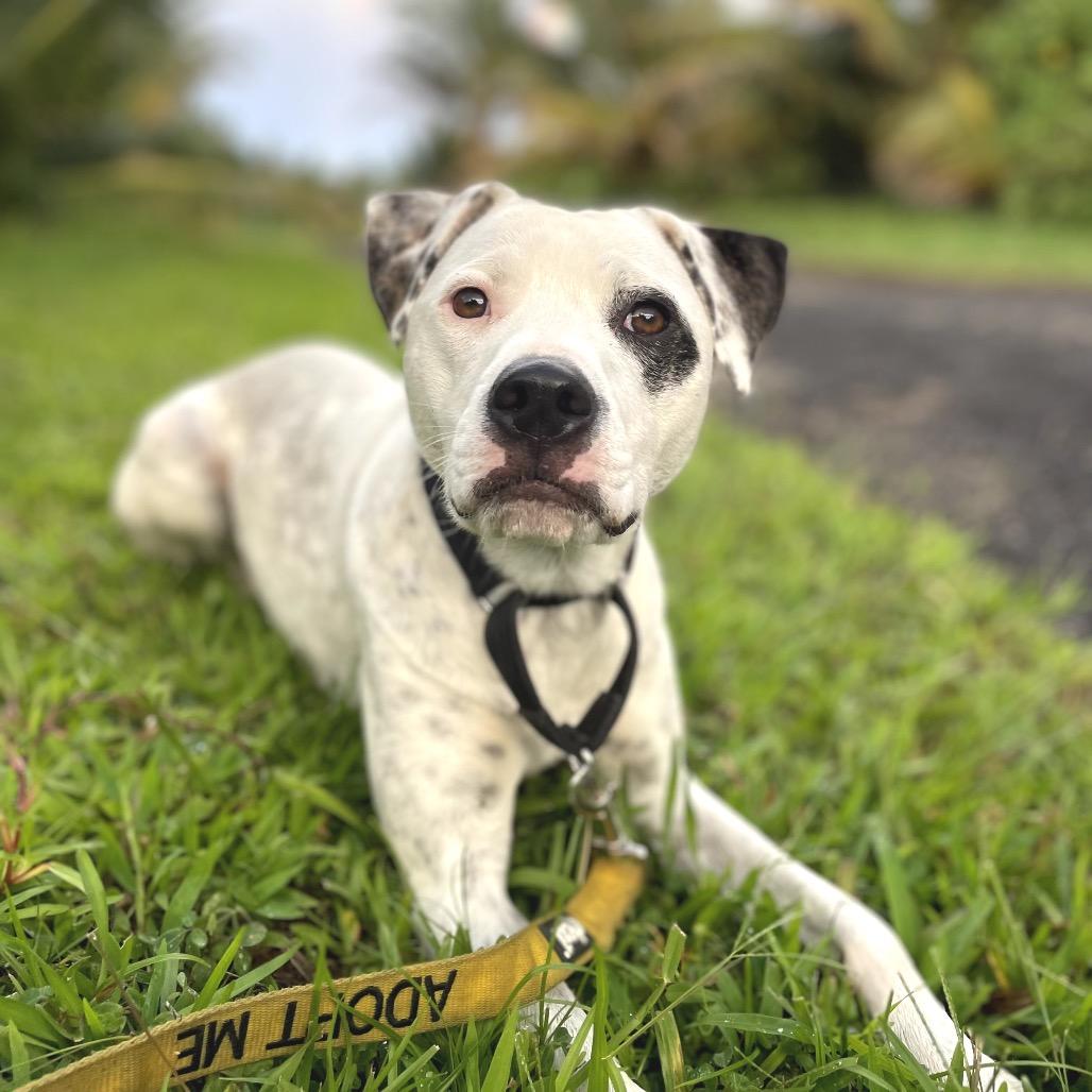 Enlarge Fabric Litter: Silk (Mila), a Adoptable Mixed Breed in Keaau, HI image 5/6