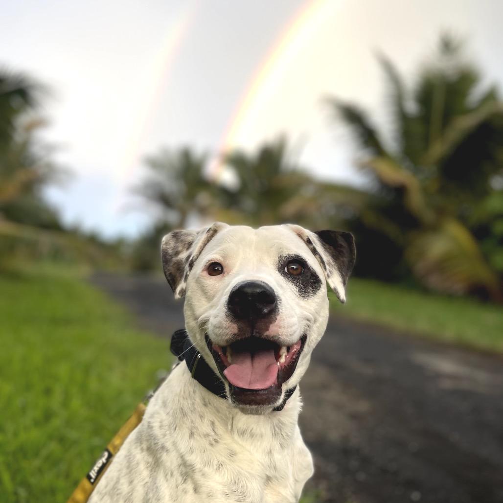 Fabric Litter: Silk (Mila), a Adoptable Mixed Breed in Keaau, HI image 4/6