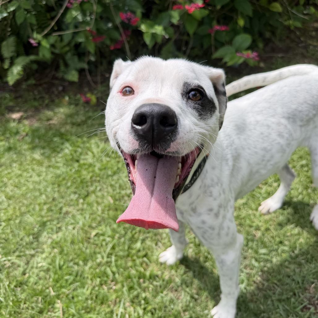 Fabric Litter: Silk (Mila), a Adoptable Mixed Breed in Keaau, HI image 5/6