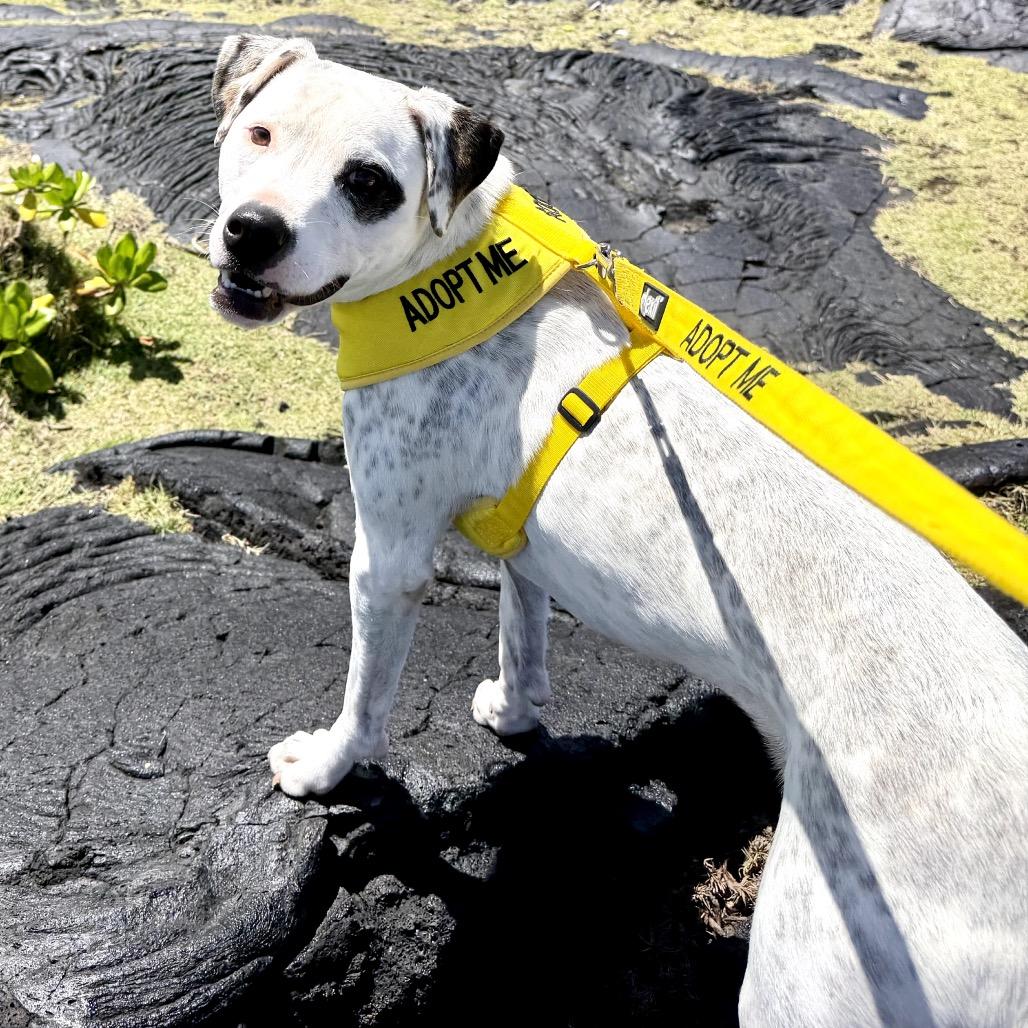 Enlarge Fabric Litter: Silk (Mila), a Adoptable Mixed Breed in Keaau, HI image 5/5