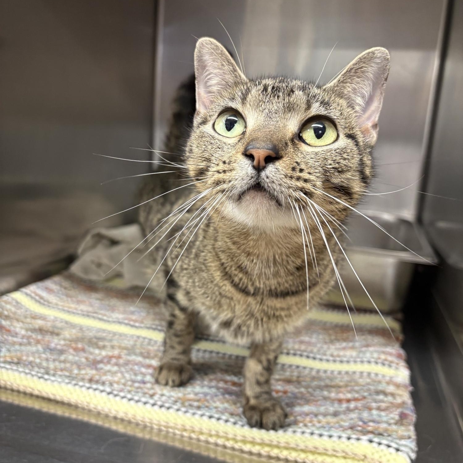 Piper Halliwell, Adoptable, Young Female Domestic Short Hair.