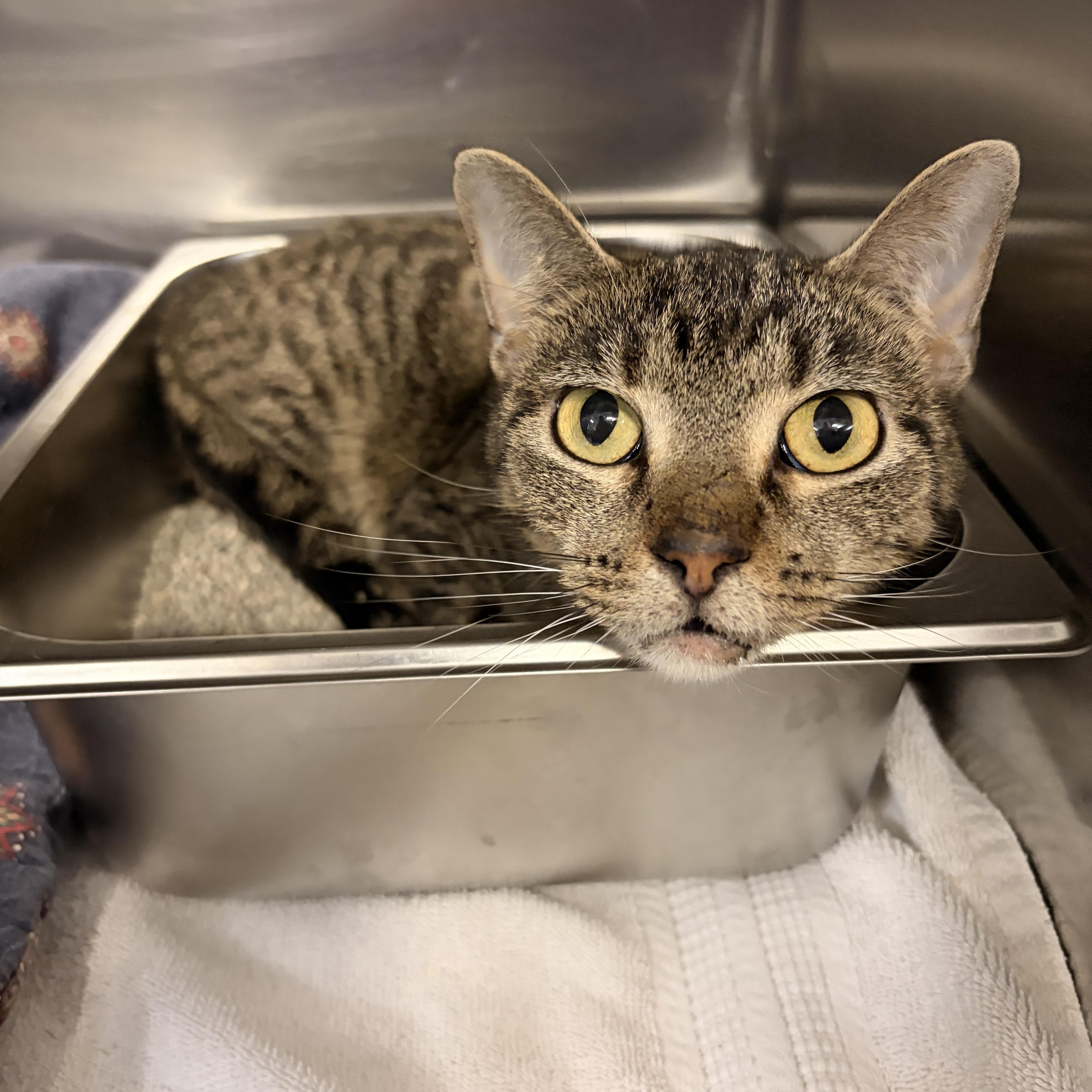 Enlarge Piper Halliwell, a Adoptable Domestic Short Hair in Saint Charles, MO image 1/1
