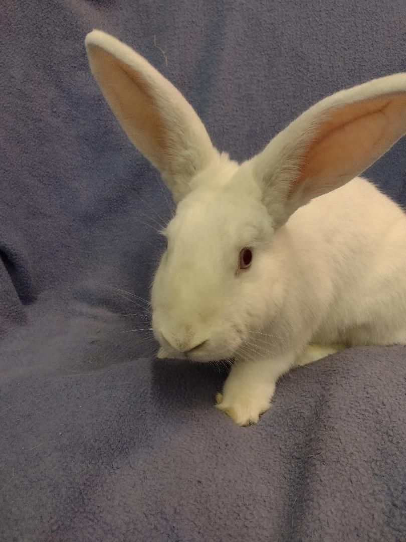 Dane, Adoptable, Adult Male Florida White.