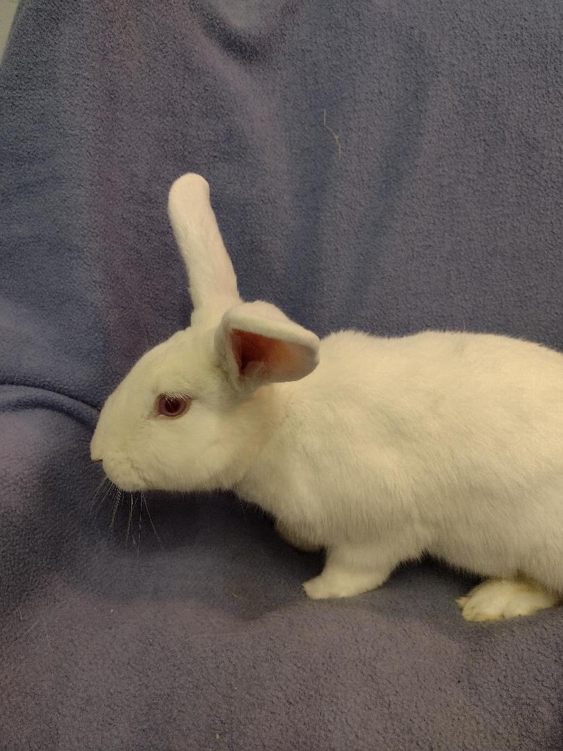 Dane, a Adoptable Florida White in Plymouth, MI image 2/4