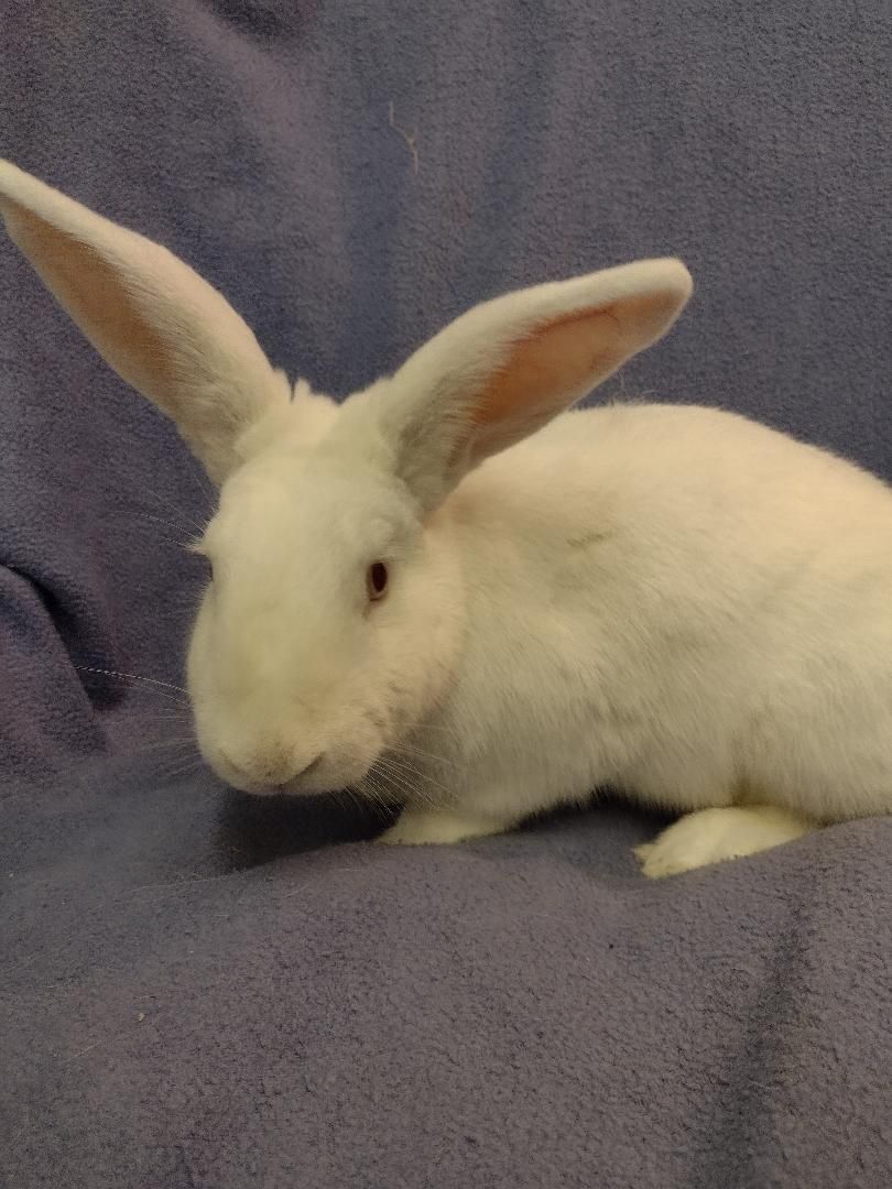 Dane, a Adoptable Florida White in Plymouth, MI image 3/4