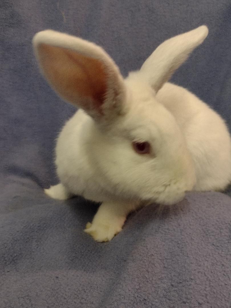 Dane, Adoptable, Adult Male Florida White.