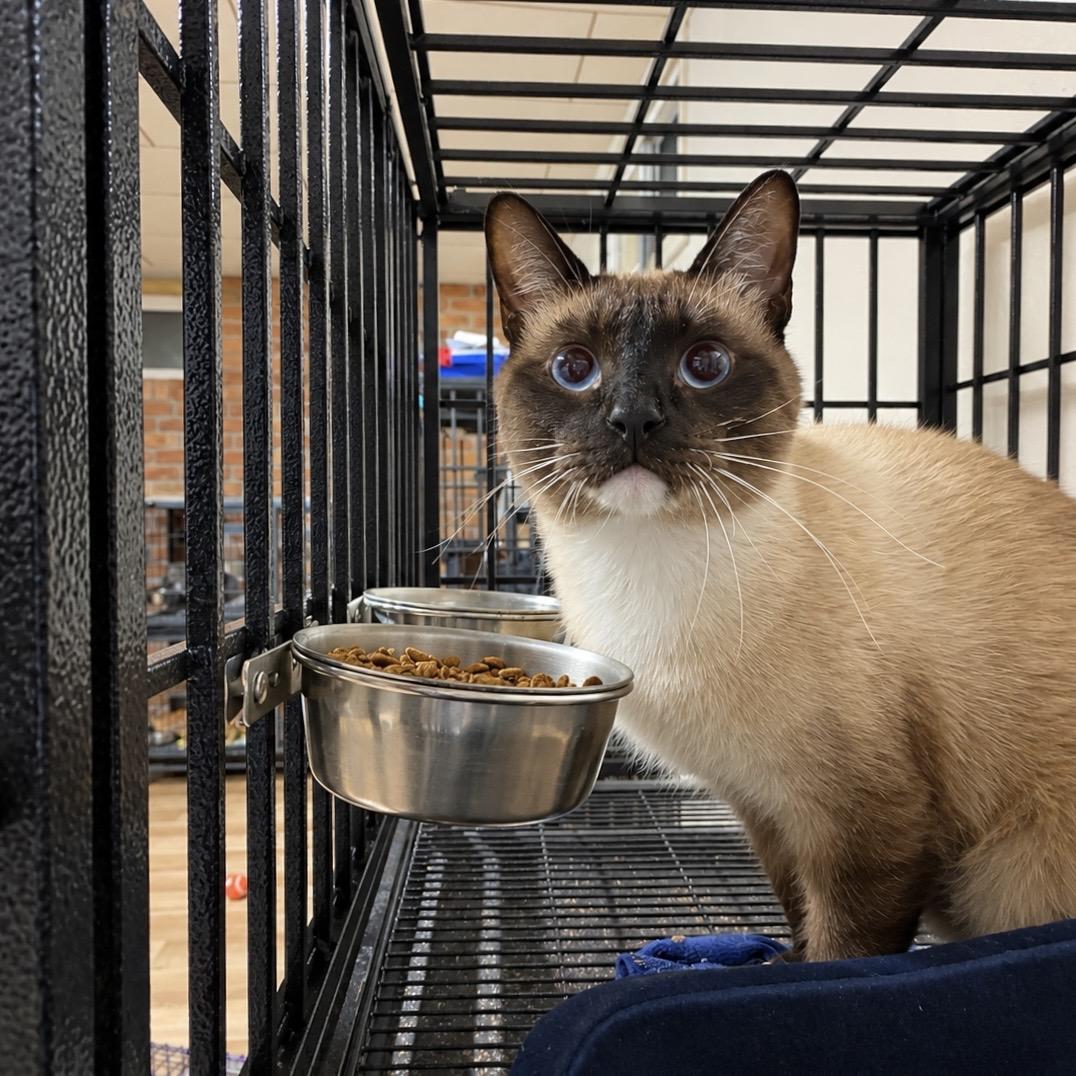 Enlarge MJ, a Adopted mixed breed in Pocatello, ID image 2/2