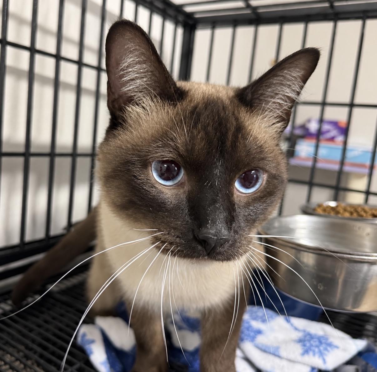 Enlarge MJ, a Adopted mixed breed in Pocatello, ID image 1/2