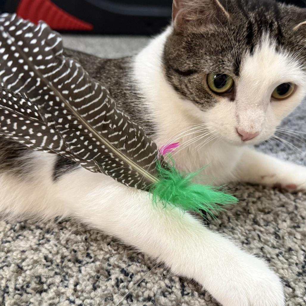 Lassie, Adoptable, Adult Female Domestic Short Hair.