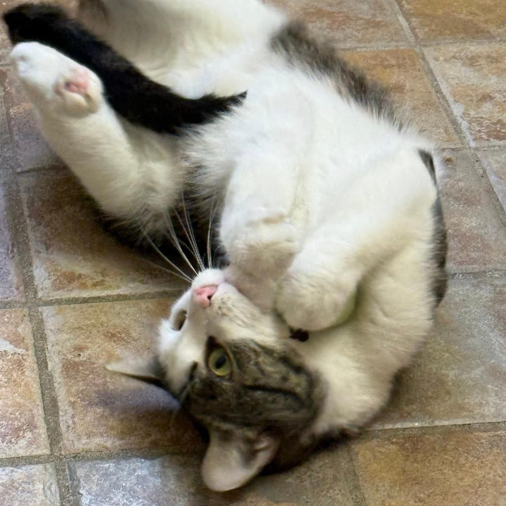 Enlarge Lassie, a Adoptable Domestic Short Hair in Pittsburgh, PA image 2/3