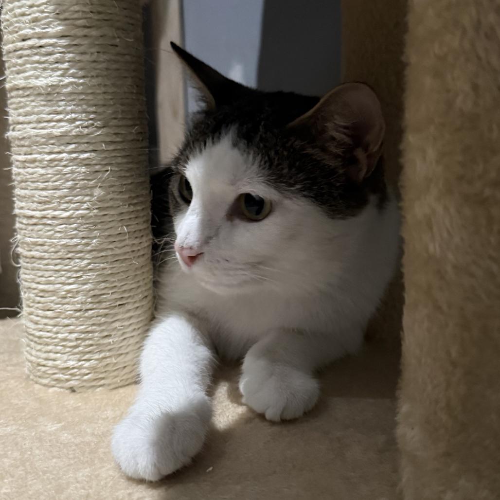 Enlarge Lassie, a Adoptable Domestic Short Hair in Pittsburgh, PA image 3/3