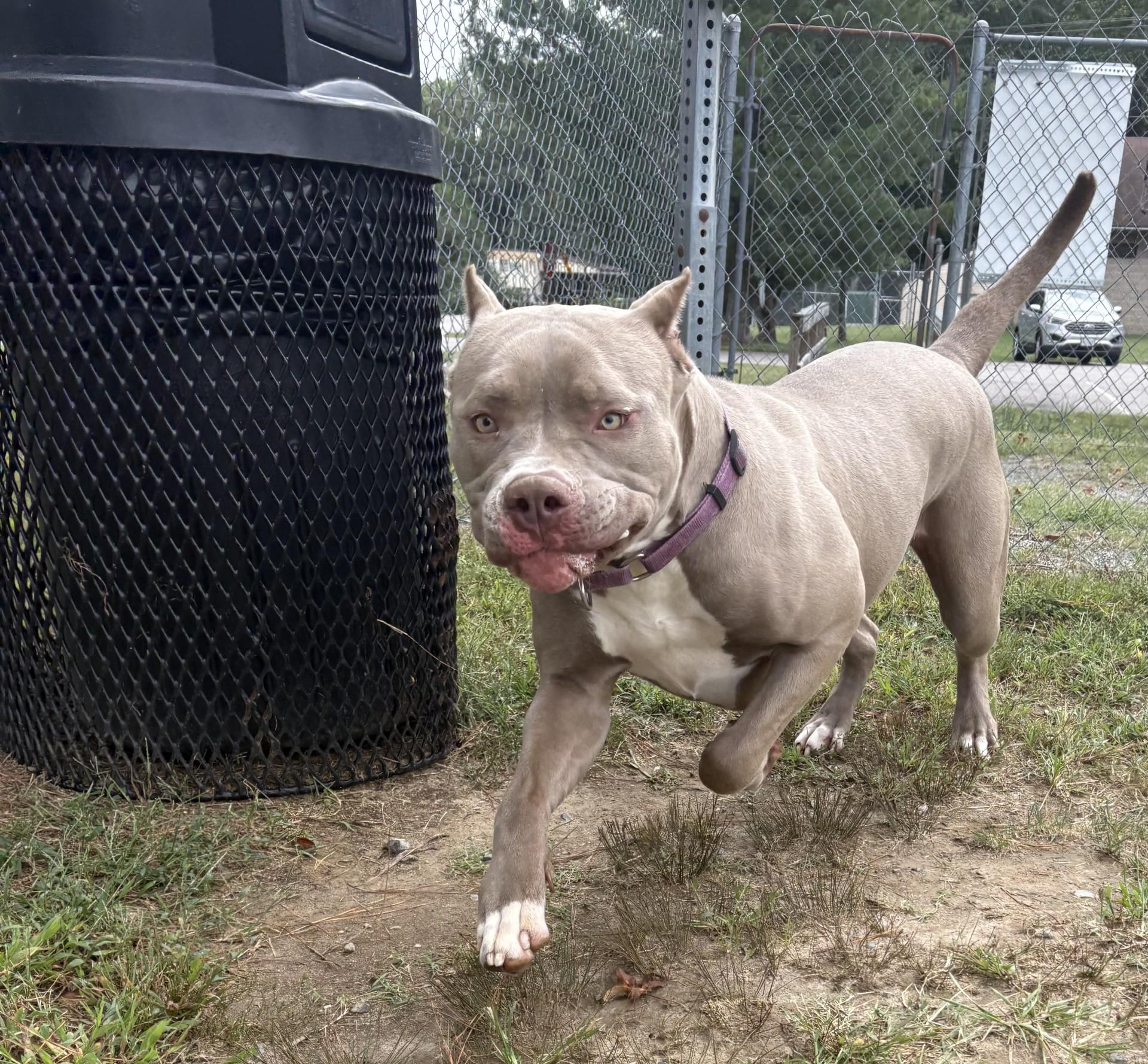 Enlarge Reina, a Adoptable American Bully in Ashland, VA image 6/6