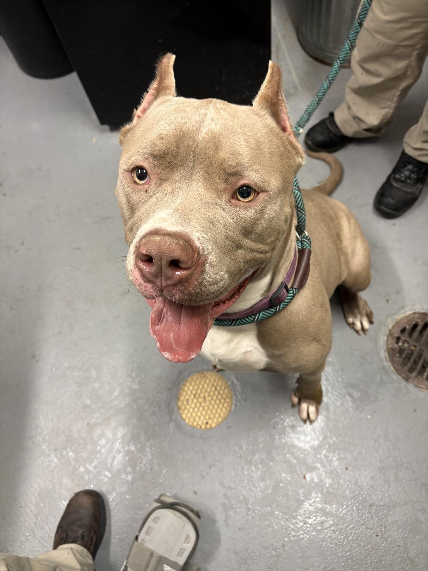 Enlarge Reina, a Adoptable American Bully in Ashland, VA image 4/6