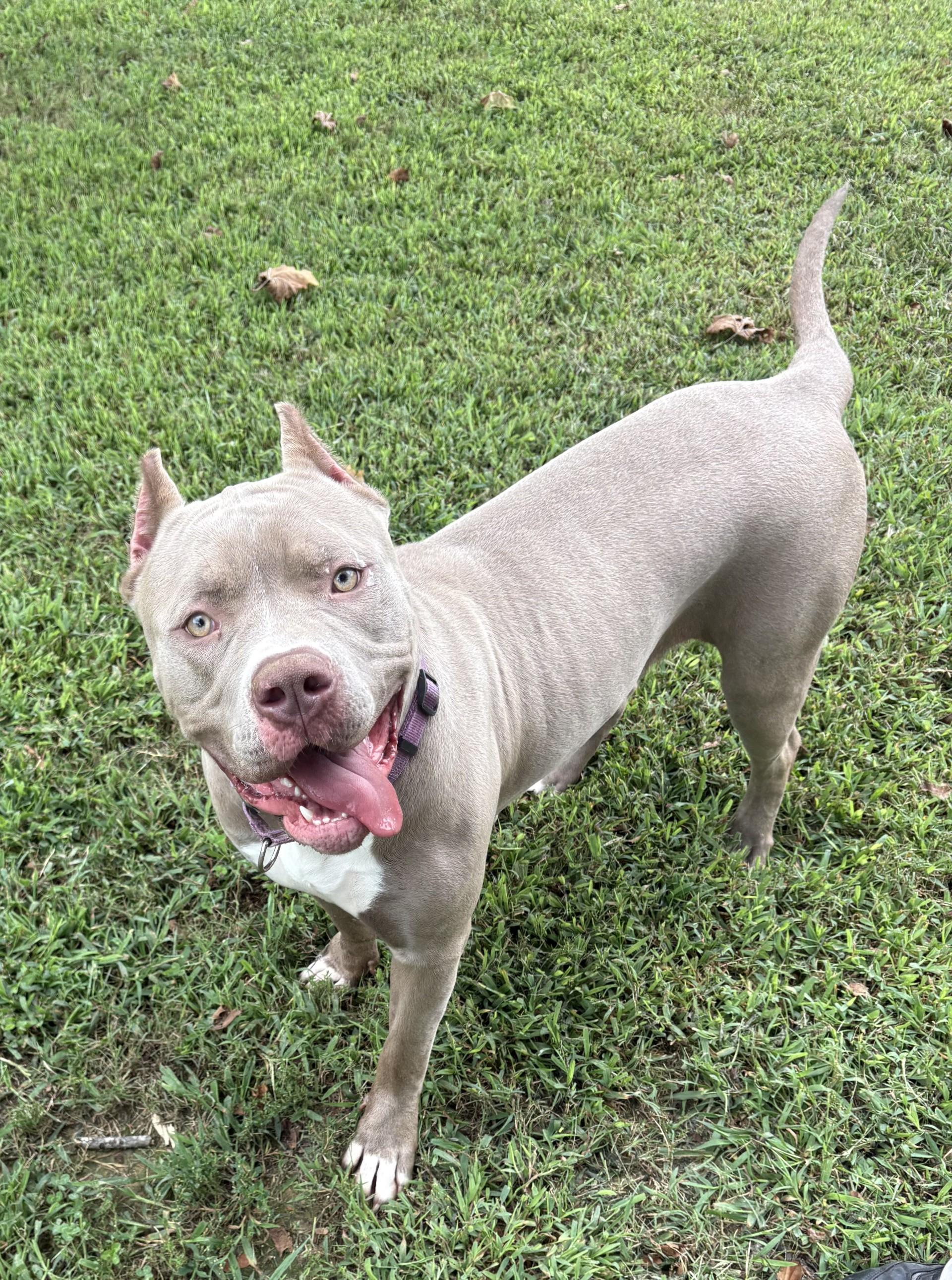 Enlarge Reina, a Adoptable American Bully in Ashland, VA image 5/6