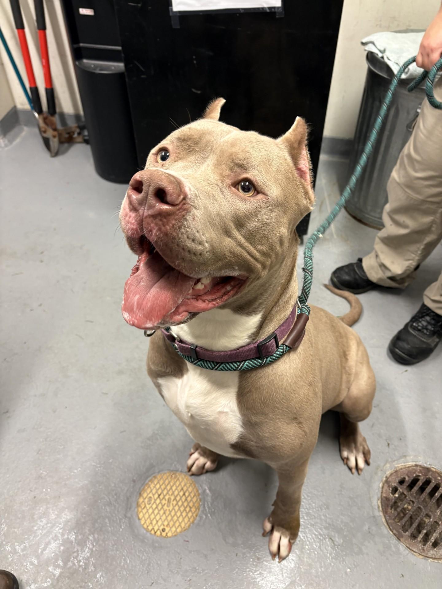 Enlarge Reina, a Adoptable American Bully in Ashland, VA image 3/6