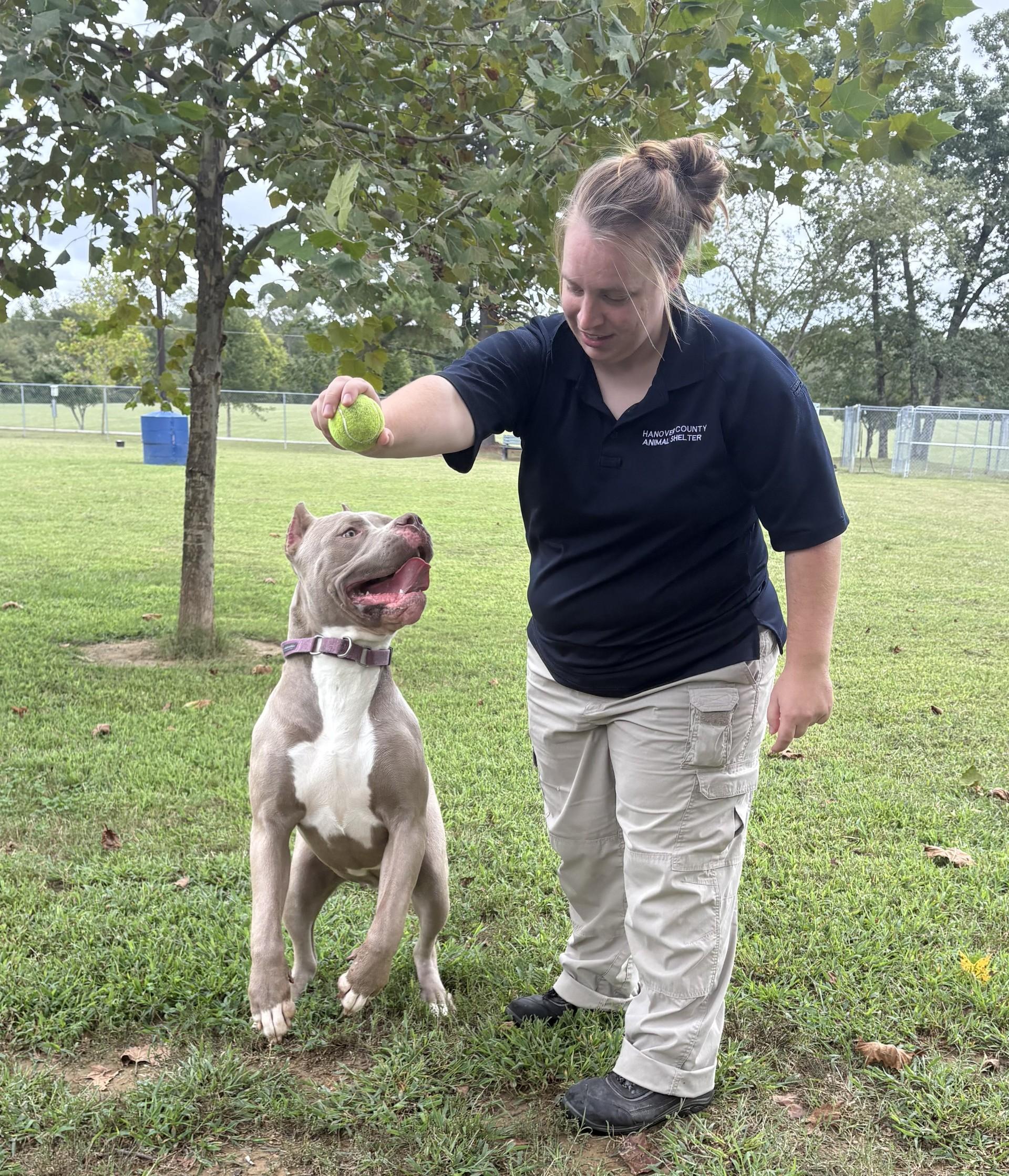 Enlarge Reina, a Adoptable American Bully in Ashland, VA image 2/6