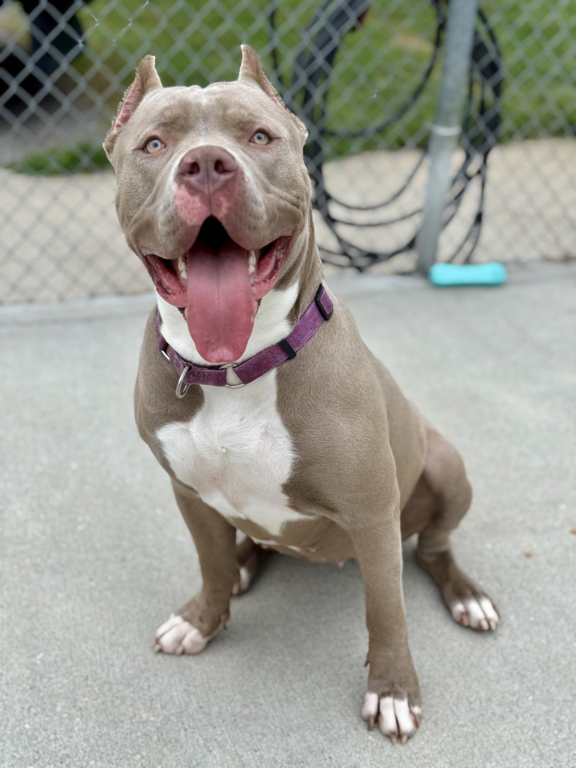 Reina, Adoptable, Adult Female American Bully.