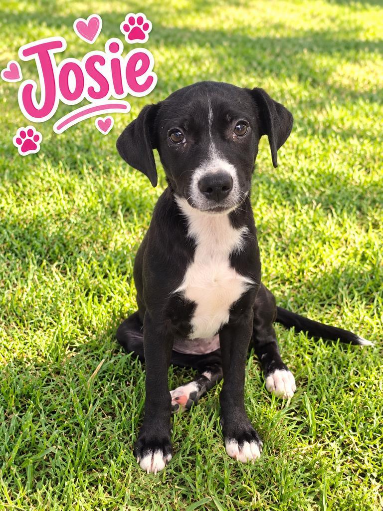 Josie, Adoptable, Puppy Female Labrador Retriever & Affenpinscher.