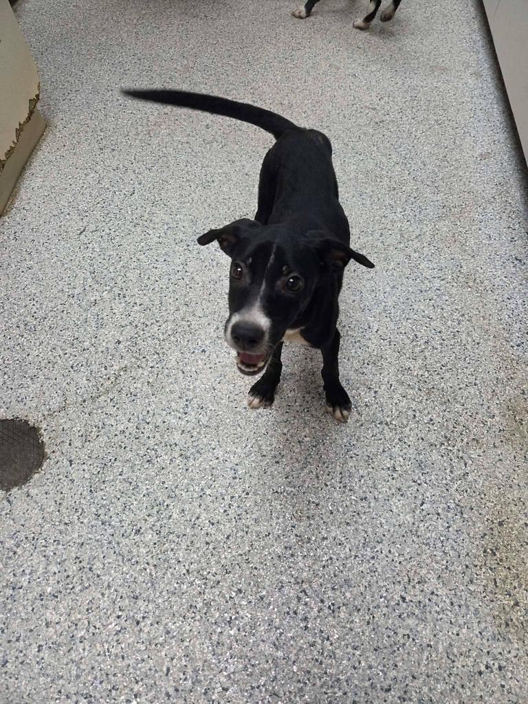 Enlarge Josie, a Adoptable mixed breed in Livingston, LA image 2/2