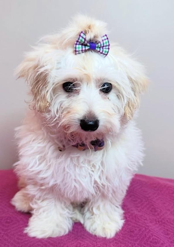 Maisie, a Adopted mixed breed in Edmonton, AB image 1/6