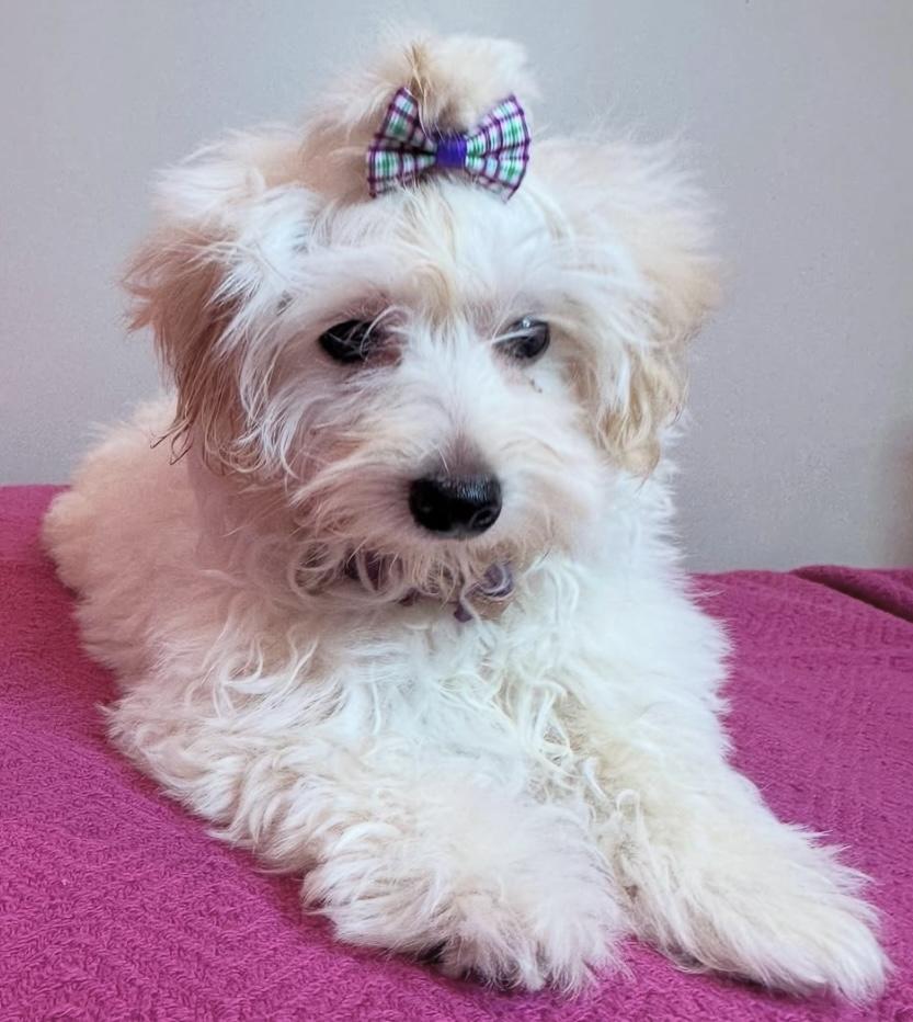 Maisie, a Adopted mixed breed in Edmonton, AB image 2/6