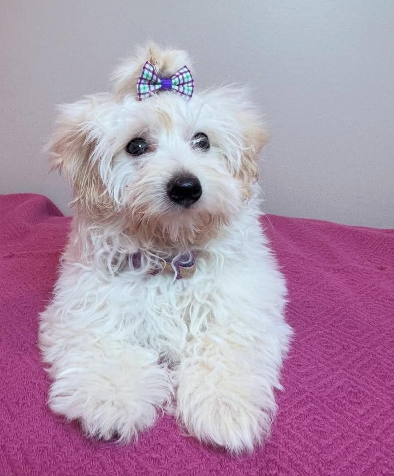 Maisie, a Adopted mixed breed in Edmonton, AB image 3/6