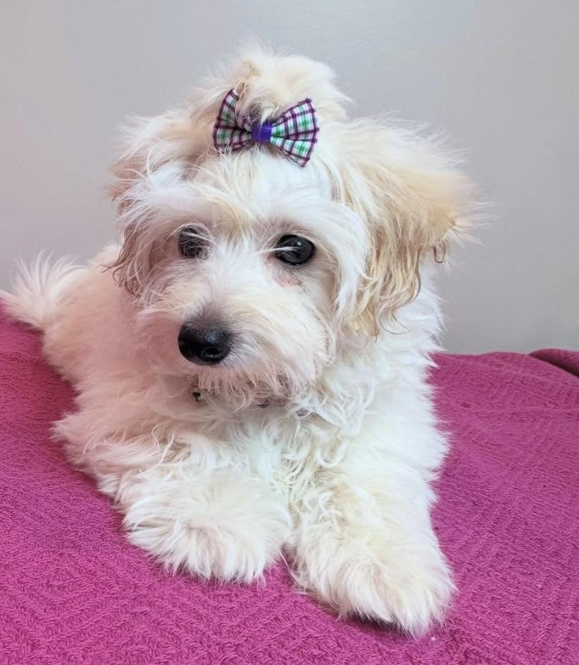 Maisie, a Adopted mixed breed in Edmonton, AB image 4/6