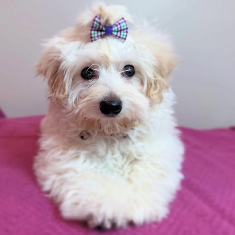 Maisie, a Adopted mixed breed in Edmonton, AB image 5/6