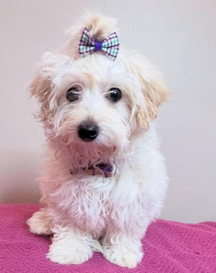 Maisie, a Adopted mixed breed in Edmonton, AB image 6/6