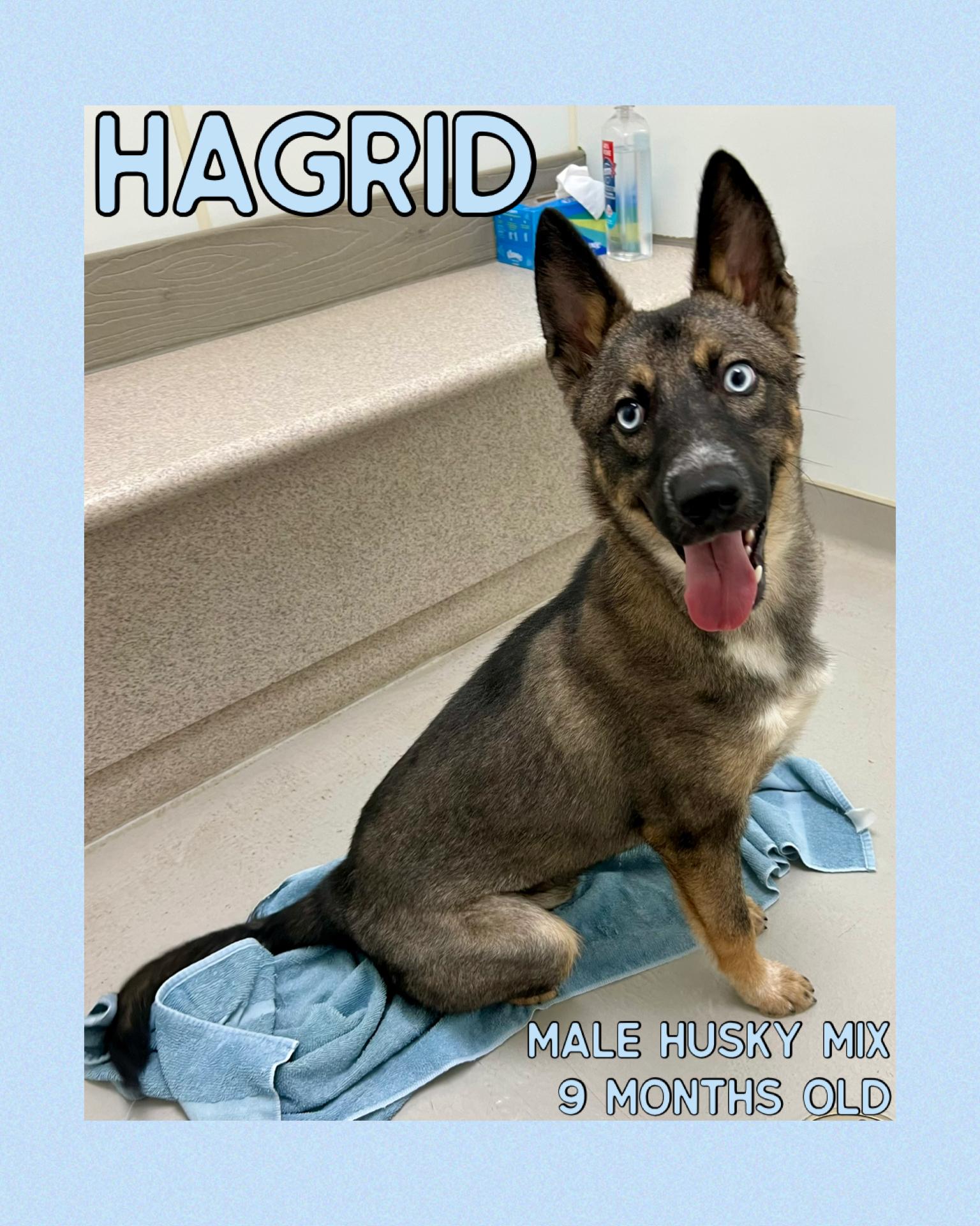 Hagrid