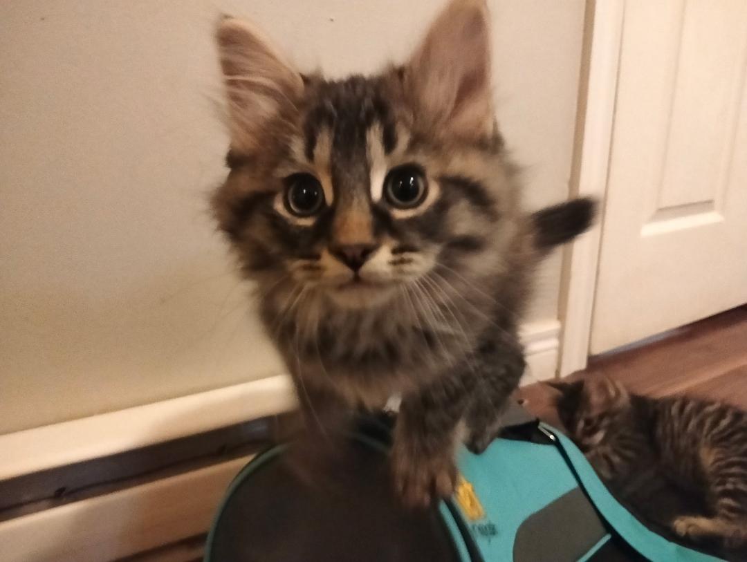 Enlarge Neville bonded with Rolf, an adopted mixed breed in Hamilton, ON image 1/3