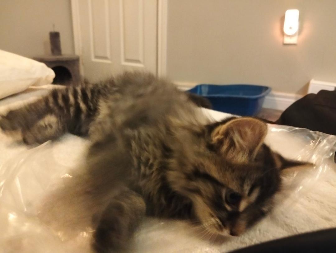 Enlarge Neville bonded with Rolf, an adopted mixed breed in Hamilton, ON image 2/3