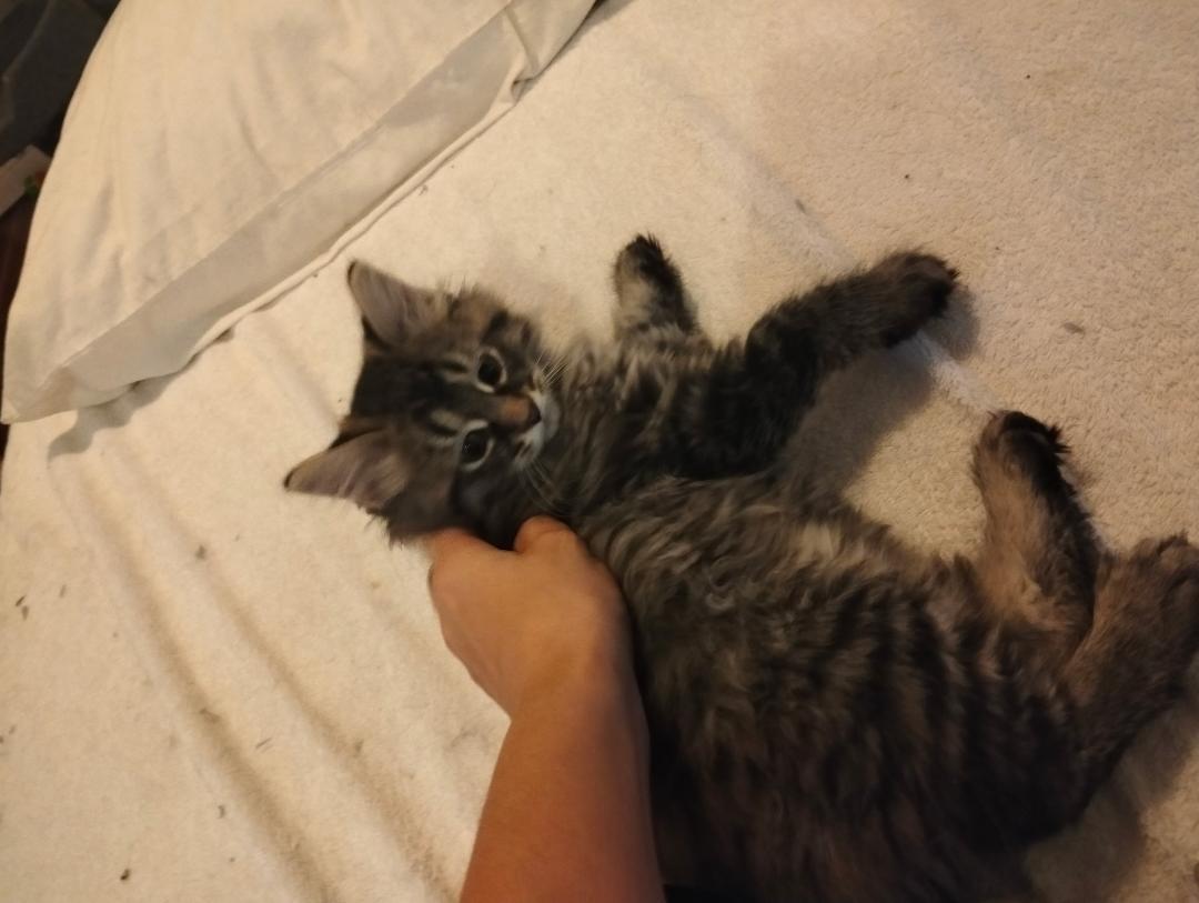 Enlarge Neville bonded with Rolf, an adopted mixed breed in Hamilton, ON image 3/3