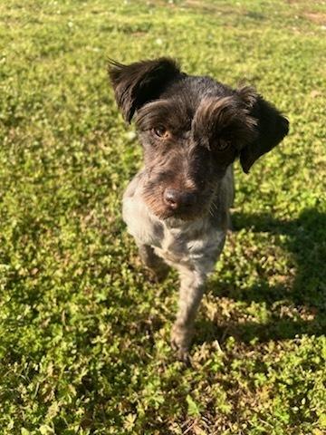 Enlarge Maple, a Adoptable Schnauzer in Milton, GA image 1/6