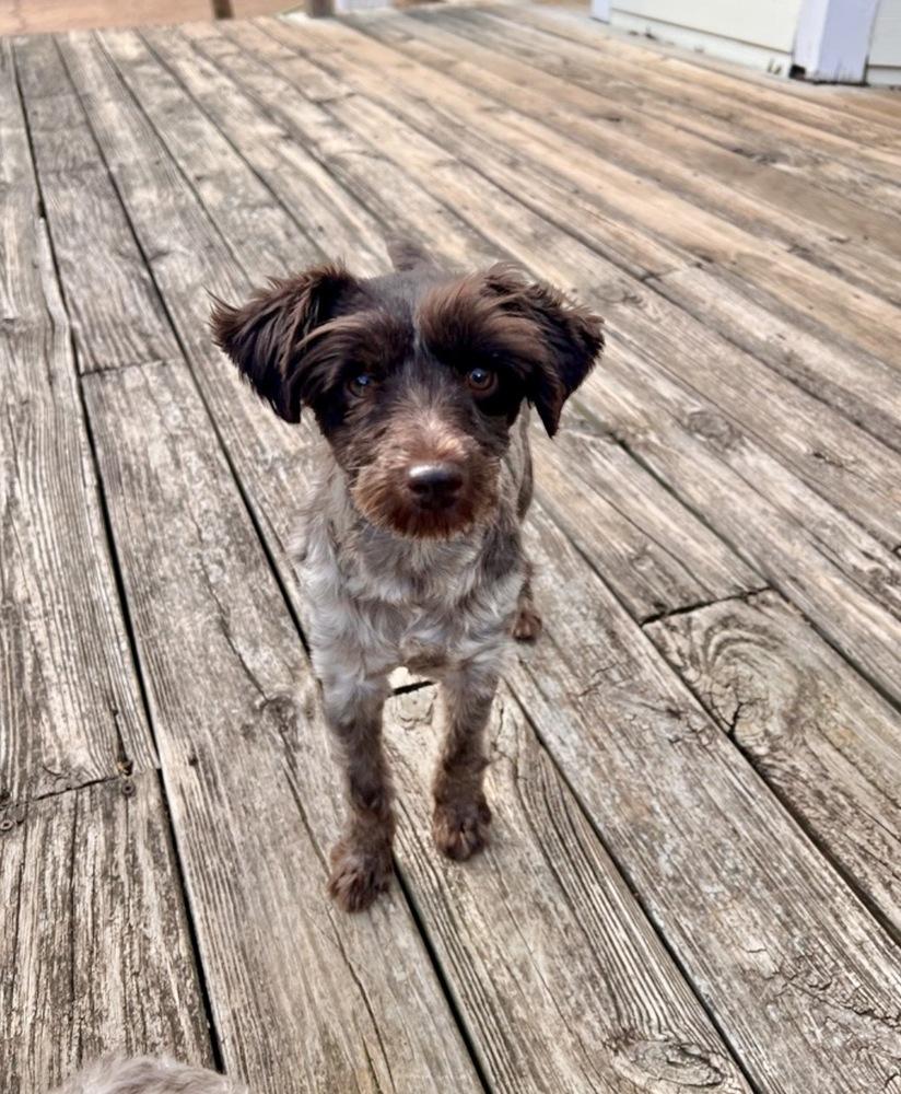 Enlarge Maple, a Adoptable Schnauzer in Milton, GA image 2/6