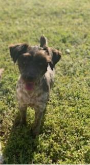 Enlarge Maple, a Adoptable Schnauzer in Milton, GA image 3/6