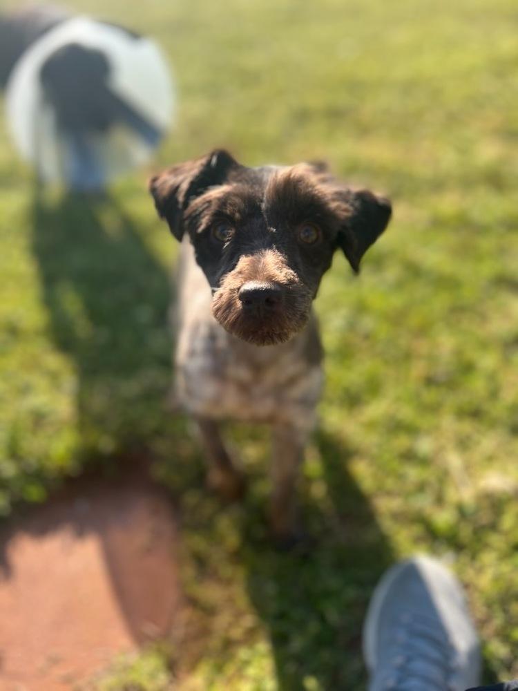 Enlarge Maple, a Adoptable Schnauzer in Milton, GA image 4/6