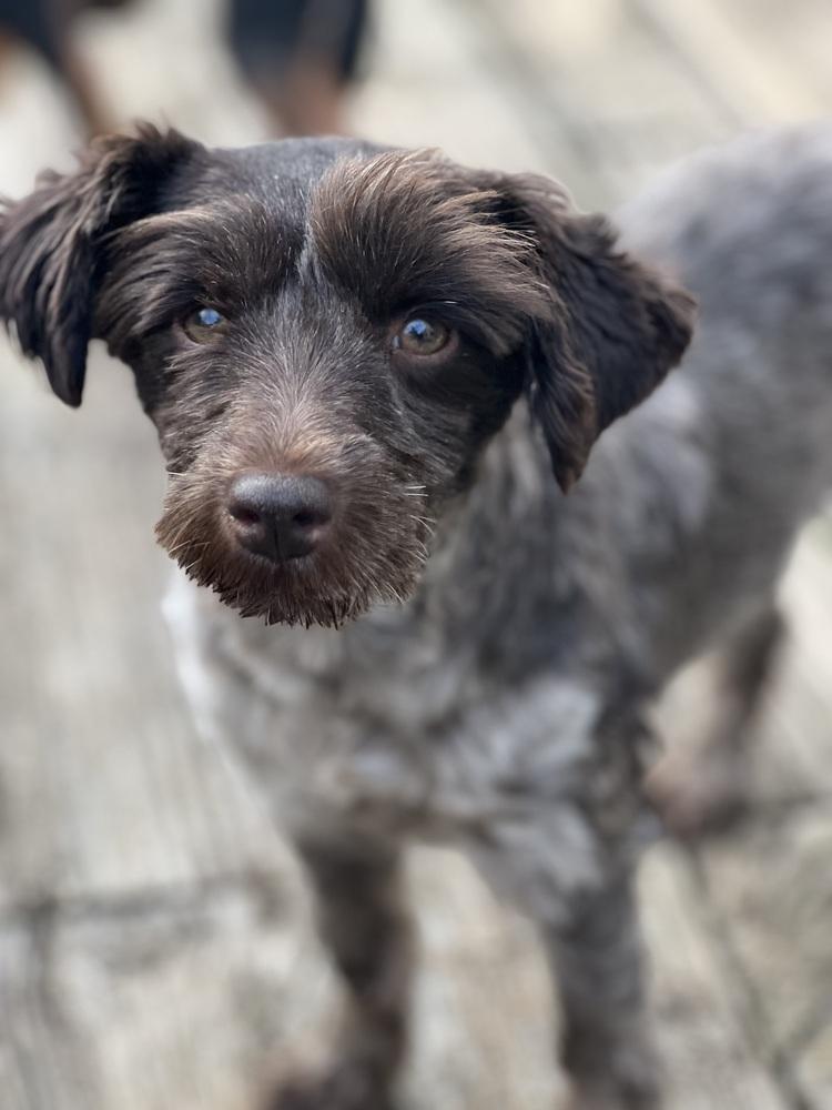 Enlarge Maple, a Adoptable Schnauzer in Milton, GA image 5/6