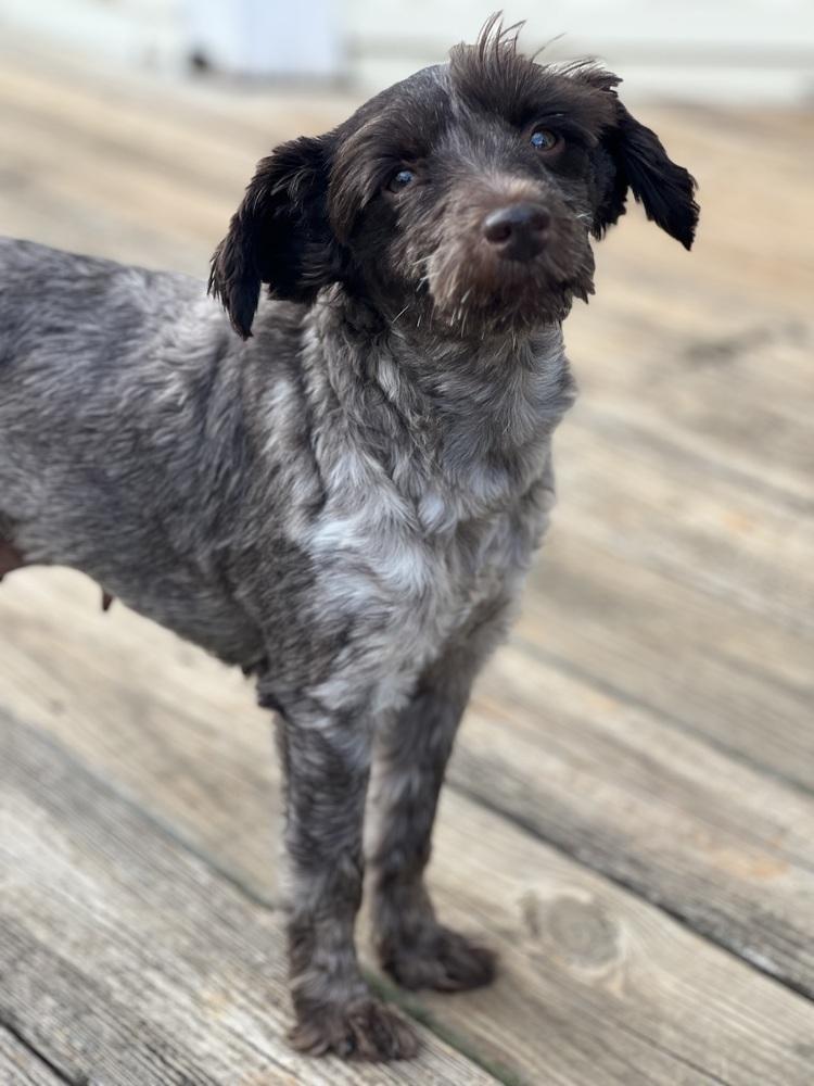 Enlarge Maple, a Adoptable Schnauzer in Milton, GA image 6/6