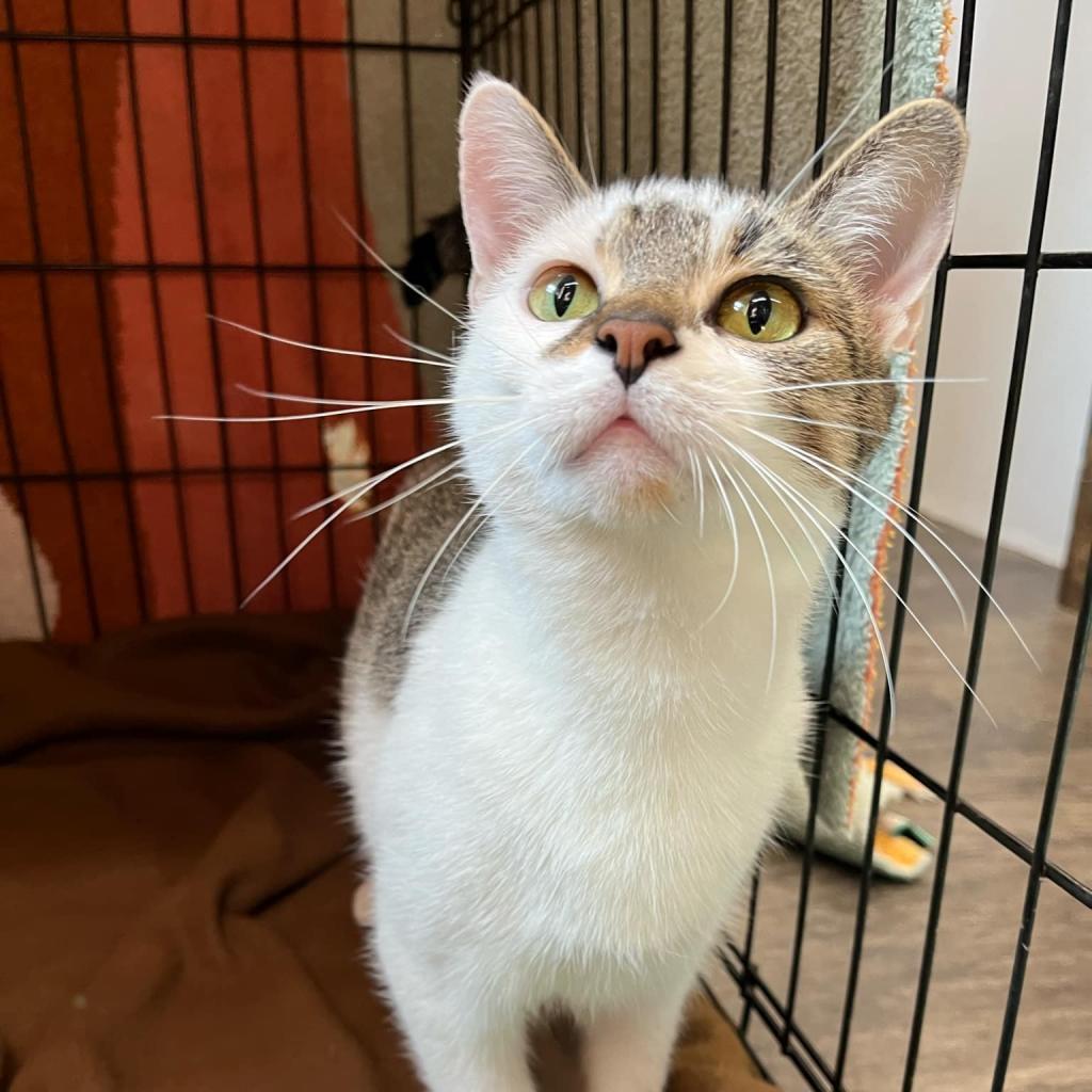 Enlarge Daisy, a Adoptable Domestic Short Hair in Union City, PA image 1/4