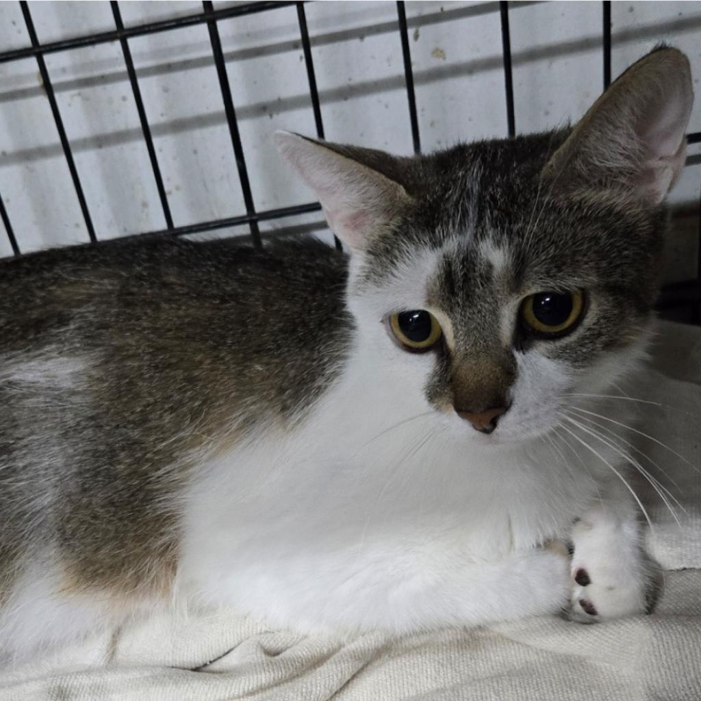 Enlarge Daisy, a Adoptable Domestic Short Hair in Union City, PA image 2/4