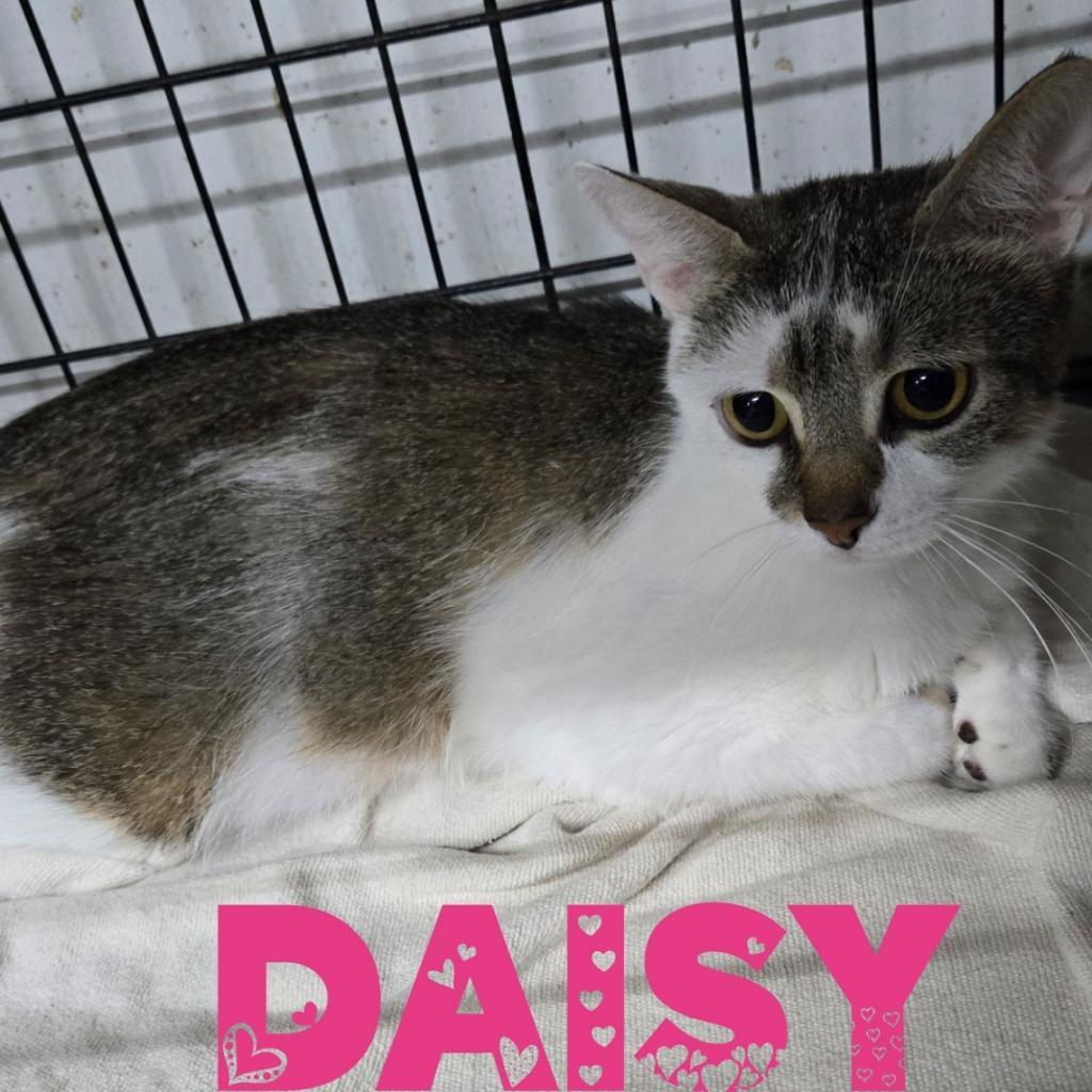 Enlarge Daisy, a Adoptable Domestic Short Hair in Union City, PA image 3/4