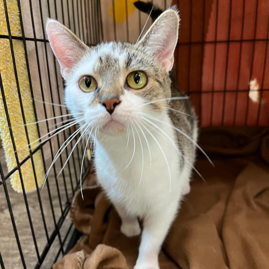 Enlarge Daisy, a Adoptable Domestic Short Hair in Union City, PA image 4/4