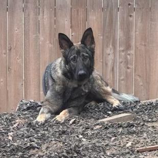 *** Briar, Adoptable, Young Female German Shepherd Dog.