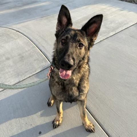 *** Briar, a Adoptable German Shepherd Dog in Oceanside, CA image 2/3