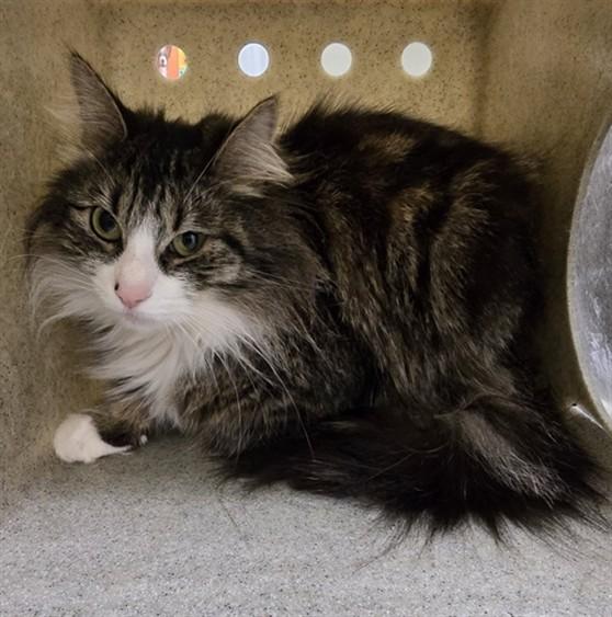 AMY, Adoptable, Adult Female Domestic Medium Hair.