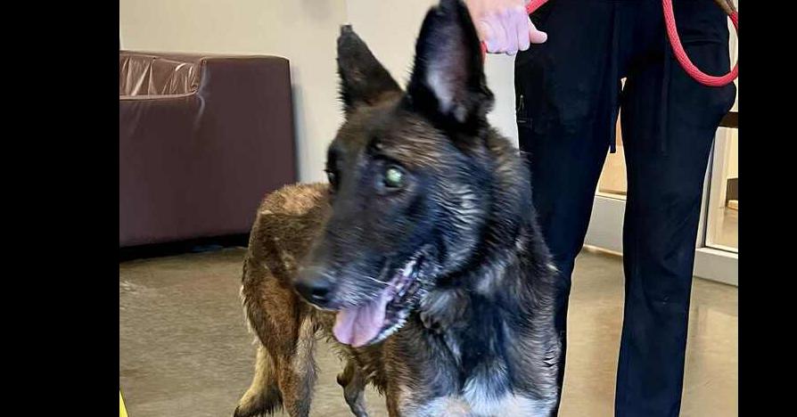 Charlie - Located in MN, a Adoptable Belgian Shepherd / Malinois in Forsyth, MO image 1/4