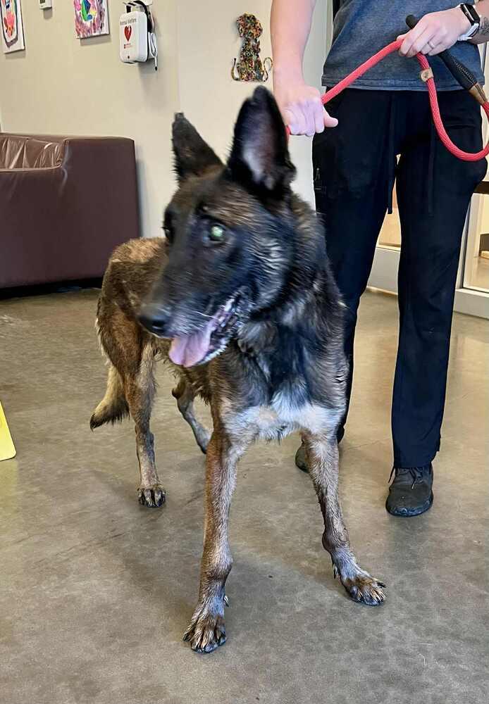 Charlie - Located in MO, Adoptable, Senior Male Belgian Shepherd / Malinois.