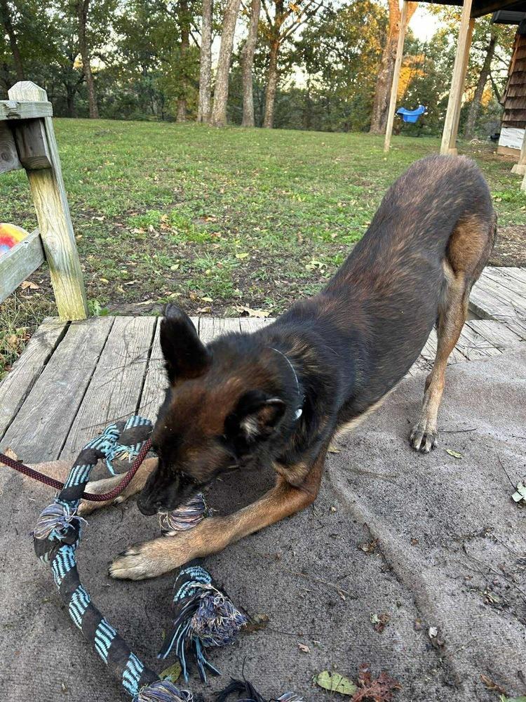 Enlarge Charlie - Located in MN, a Adoptable Belgian Shepherd / Malinois in Forsyth, MO image 2/6