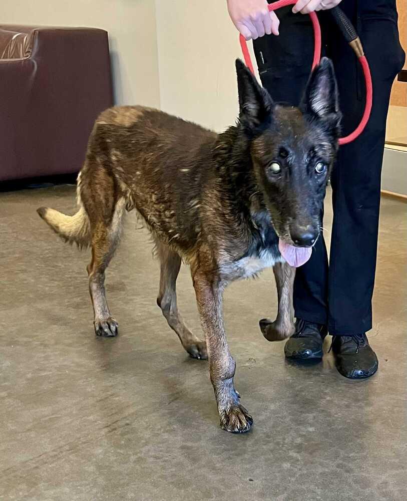 Enlarge Charlie - Located in MN, a Adoptable Belgian Shepherd / Malinois in Forsyth, MO image 3/6